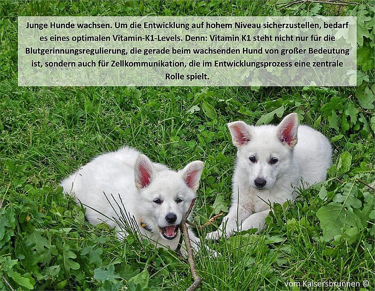 Junge Hunde wachsen. Um die Entwicklung auf hohem Niveau sicherzustellen, bedarf es eines optimalen Vitamin-K1-Levels. Denn: Vitamin K1 steht nicht nur für die Blutgerinnungsregulierung, die gerade beim wachsenden Hund von großer Bedeutung ist, sondern auch für Zellkommunikation, die im Entwicklungsprozess eine zentrale Rolle spielt.