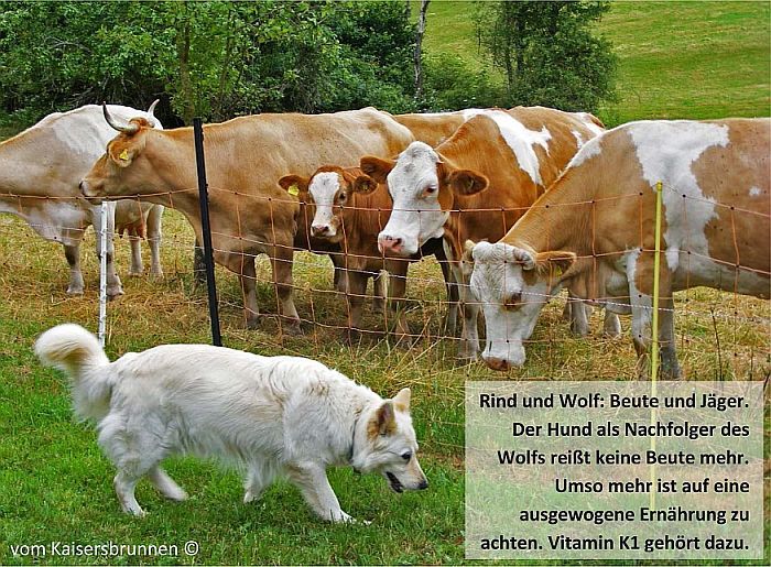 Rind und Wolf: Beute und Jäger. Der Hund als Nachfolger des Wolfs reißt keine Beute mehr. Umso mehr ist auf eine ausgewogene Ernährung zu achten. Vitamin K1 gehört dazu.