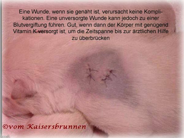 Eine Wunde, wenn sie genäht ist verursacht keine Komplikationen. Eine unversorgte Wunde kann jedoch zu einer Blutvergiftung
