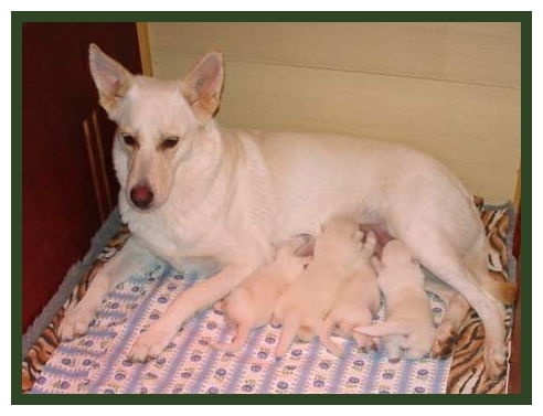 Welpen und Vitamin K1 im Wachstum