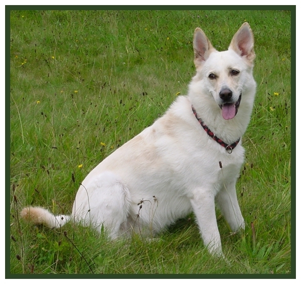 Cessy bekam Vitamin K1, Mineralstoffe, Spurenelemente und Vitaminen zur Genesung u. Gesunderhaltung