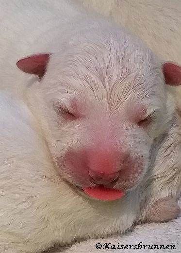 Vitamin K1 Embryonalentwicklung Hunde Welpen