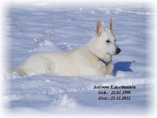 Erfahrung mit Vitamin K1 bei einer Vergiftung meines Hundes