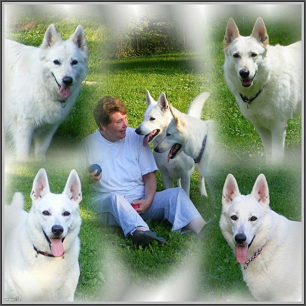 Vitamin K1 und meine Hunde