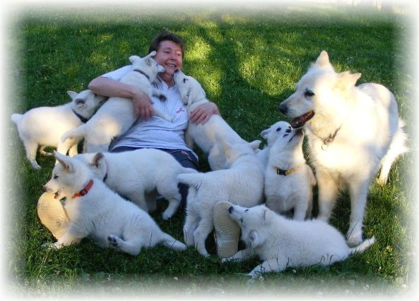 Vitamin K1 in der Welpen - Aufzucht