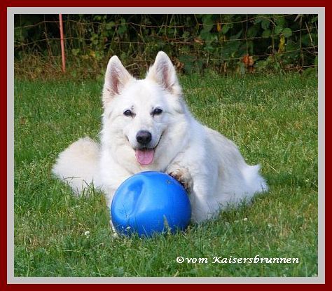 Dosierung Hund Vitamin K1 bei Vergiftung