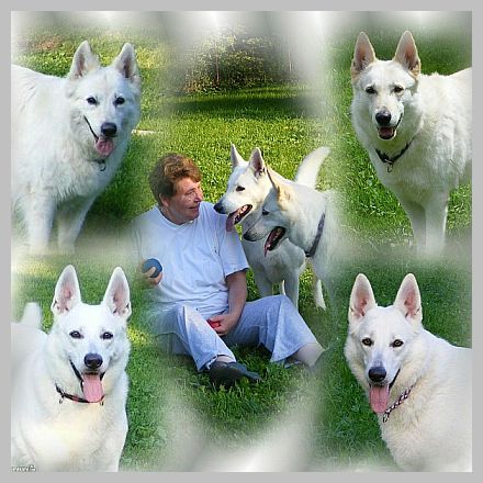 Hunde bleiben mit Vitamin K1 Fit