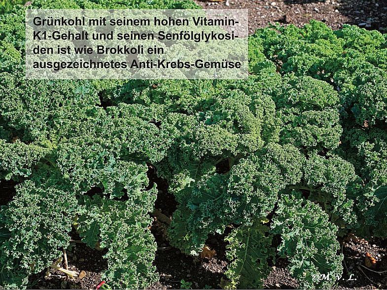 Grnkohl mit seinem hohen Vitamin-K1-Gehalt und seinen Senflglykosiden ist wie Brokkoli ein ausgezeichnetes Anti-Krebs-Gemse.