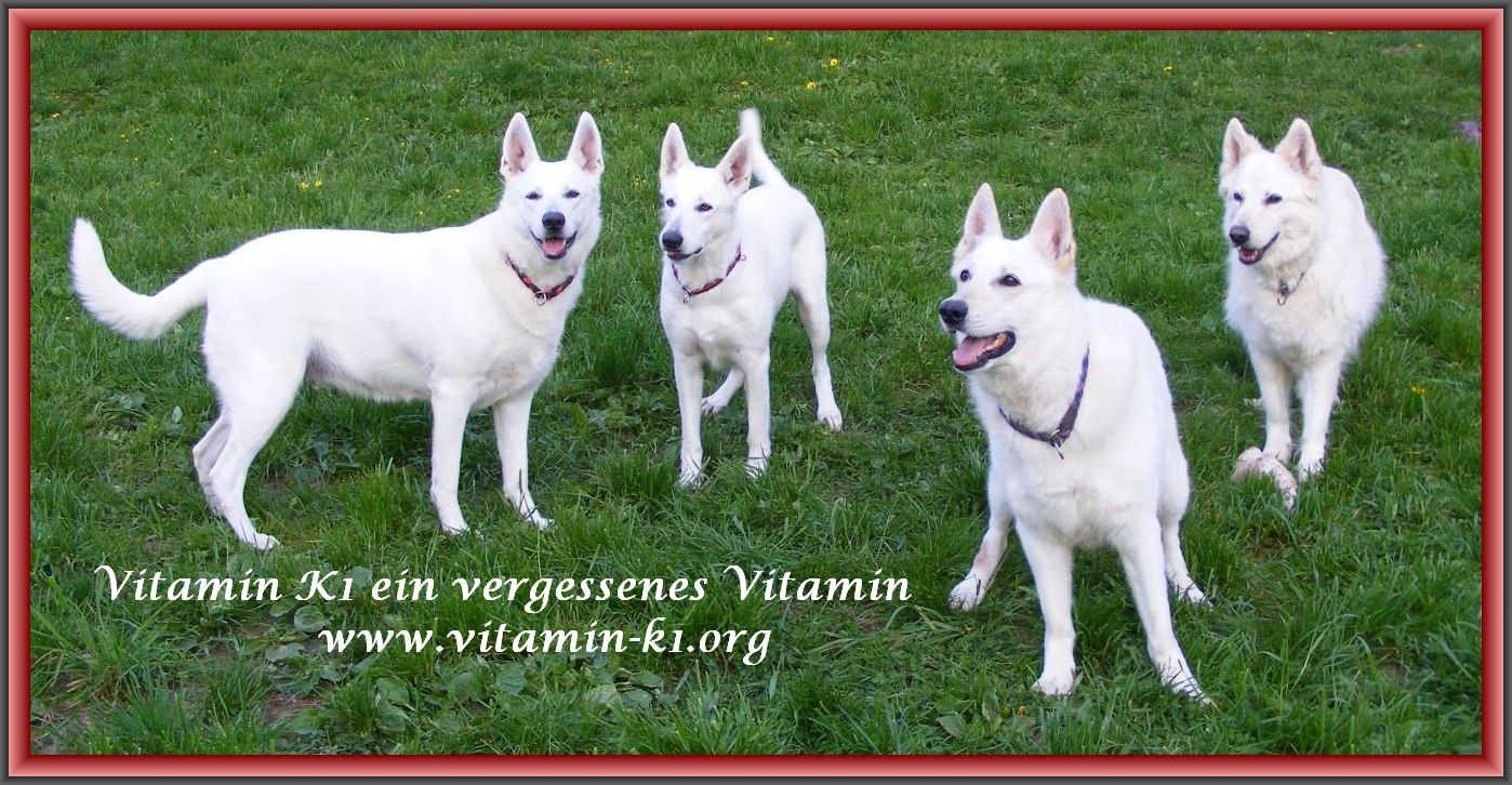 Vitamin K1 ein vergessenes Vitamin