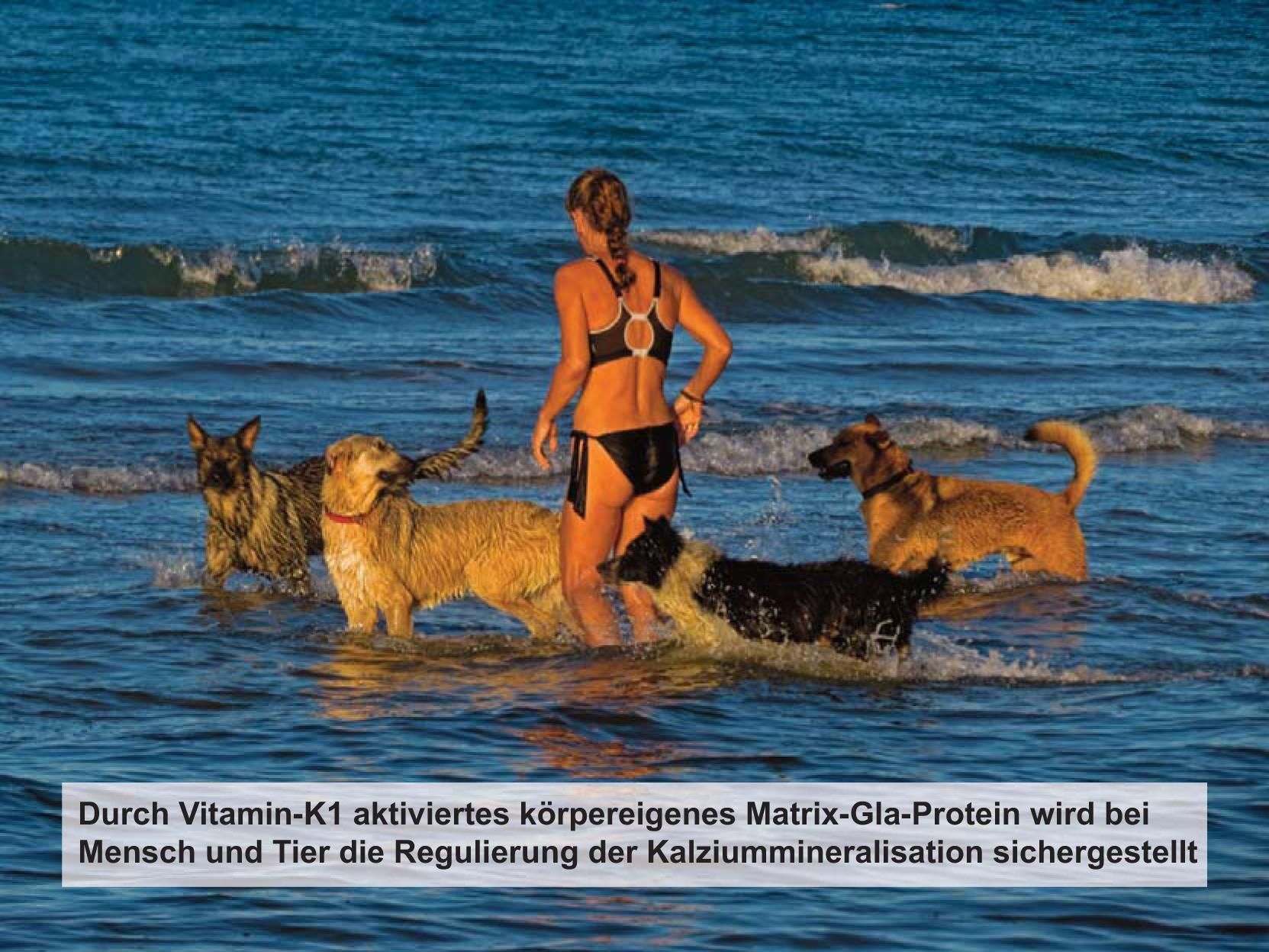 Vitamin K aktiviert körpereigenes Matrix Gla Protein bei Mensch und Tier