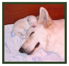 Meine Welpen bekommen gleich nach der Geburt Vitamin K1