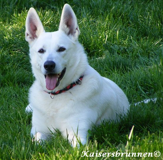 Haaren und Vitamin K - Hund & Mensch & Katze