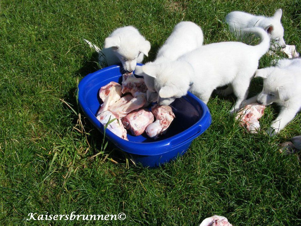 Ernährung - Vitamin K1 und Vitamin K2