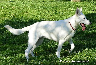 Abhaaren Hund und Vitamin K1