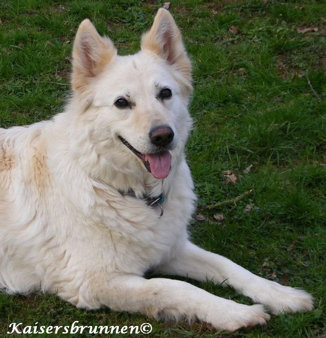 Vitamin K Tropfen Hund & Mensch& Katze & Tier