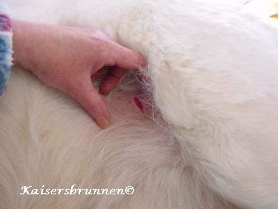 Vitamin K Wichtig für die Wundheilung