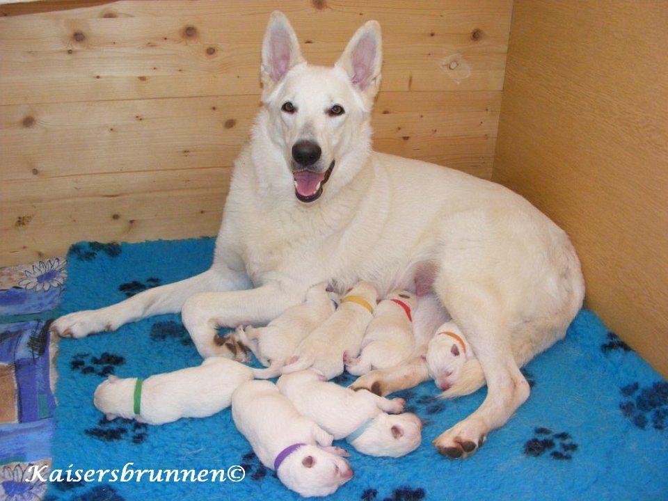 Vitamin K1 und Vitamin K2 Welpenaufzucht ein lebensnotwendiges Vitamin