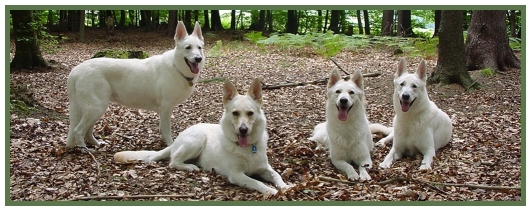 Hunde haben keine Zecken, verdanken wir das Vitamin K1 ?