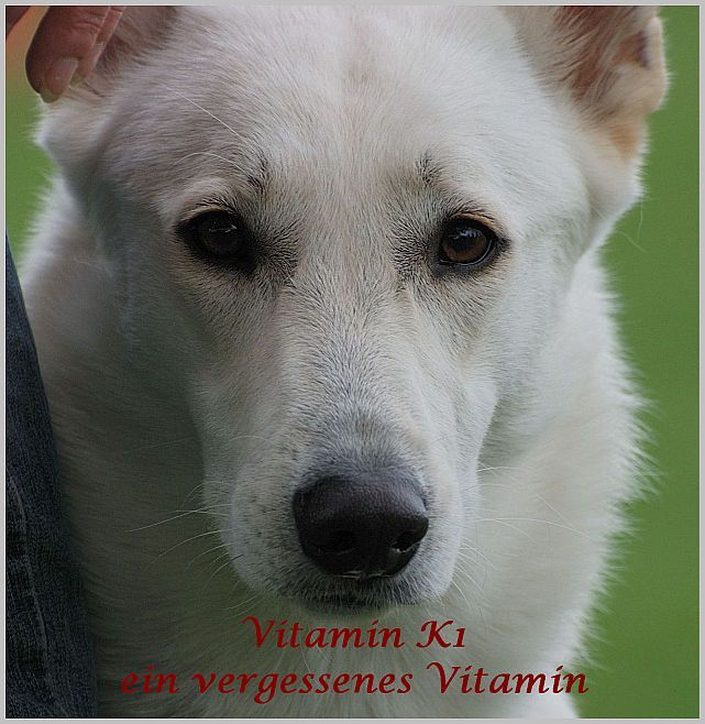 Vitamin K1 - Weier Schferhund