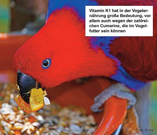 Vitamin K1 - Vogelernhrung - Cumarine - Vogelfutter